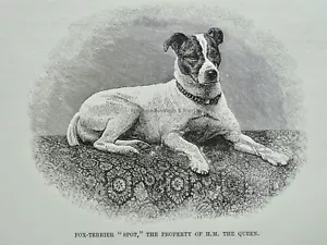 c1893 antiker Druck KÖNIGIN VICTORIA'S HUNDFLECK königliche Naturgeschichte von Lydekker - Bild 1 von 2