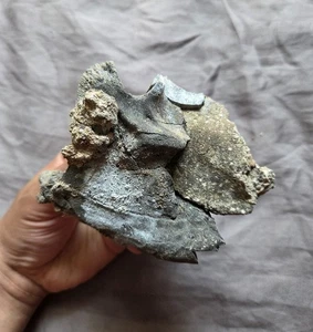 Very Rare Torvosaurus? Theropod Jaw Skull Bone Piece Jurassic Dinosaur Fossil - Picture 1 of 6