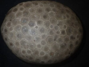 Unpolished Petoskey Stone 1 lb 8.4 oz - Picture 1 of 4