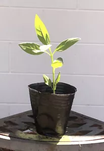 5 Small Butterfly Milkweeds In Nursery Pot - Picture 1 of 11