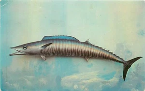 Wahoo Mackerel Fish South Florida FL Al Pflueger Valence Postcard - Picture 1 of 2