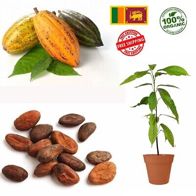 Criollo Cocoa Seeds For Plant & Dried Chocolate Tree Seeds Ceylon (10 Free) • 151.64€