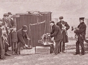 WHIPPET RACING WEIGHING IN GREAT PERIOD IMAGE ON DOG GREETINGS NOTE CARD - Picture 1 of 1