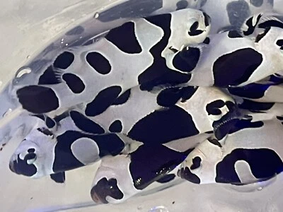 PEZ PAYASO TORMENTA NEGRA RARO Coleccionistas DISEÑADOR Payaso (uno) - Todos similares 1,5" Foto 1 de 4