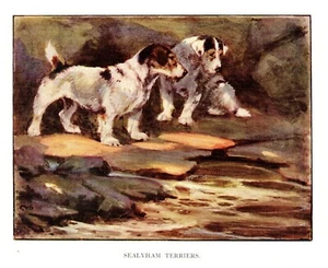 c1920 Antique SEALYHAM TERRIER Dog Art Print Vernon Stokes Illustration 4254f - Picture 1 of 2