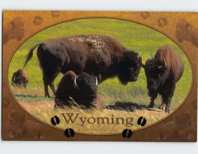 Postcard Bison Wyoming Wildlife Wyoming USA - Image 1 of 2