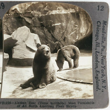 Alaska Peninsula Brown Bear Stereoview 1920s Peninsular Grizzly Zoo Animals C925