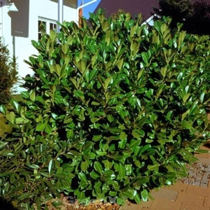 Kirschlorbeer Rotundifolia 125-150cm - Prunus laurocerasus - Bild 1 von 1