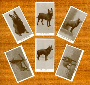 SCHIPPERKE SET MIT SECHS BENANNTEN HUNDEN SAMMLERKARTEN HANDELSKARTEN TOLLES GESCHENK - Bild 1 von 1
