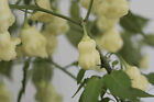 Aji White Fantasy,  10+ Organic Grown Seeds
