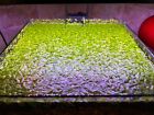 500+ Live Lush Duckweed Aquarium Plants With Ramshorn Snails. Freshwater.