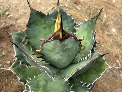 Agave Titanota Oteroi Select LG Seedling B31 w/ Huge Triangle Spine, Green! - Image 1 of 3