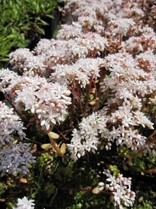 Fetthenne Coral Carpet - Mauerpfeffer - Sedum album Coral Carpet - Bild 1 von 1