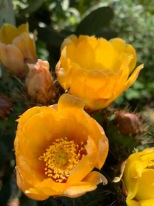 Prickly Pear Cactus ~ 1 large pad cutting - Picture 1 of 8