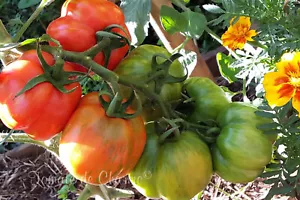 10 Tomatensamen Farshirovochny Tigrovy-Farcie Tigrée tomato seeds met.bio - Bild 1 von 14