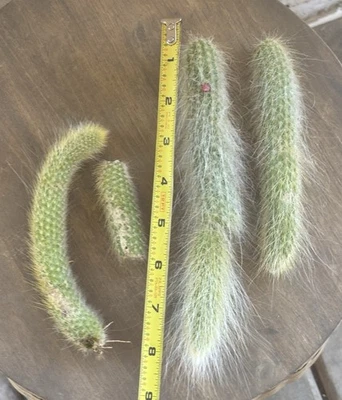 Hildewintera Monkey Tail Cactus Succulent Plant Cuttings. All Included - Image 1 of 2