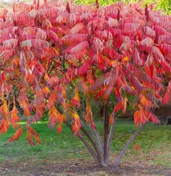 Staghorn Sumac Seeds Rhus Typhina Native Red Lemonade Red Fall Colors Landscape - Image 1 of 4