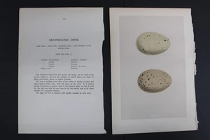 Birds, Nests, Eggs, F.O.Morris, 1875 - Picture 1 of 4