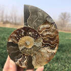 240G Natural Ammonite Fossil Quartz Crystal Specimen Reiki Healing