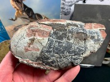 Oviraptor (Elongatoolithid) Dinosaur Egg - China, Cretaceous Dinosaur Fossil