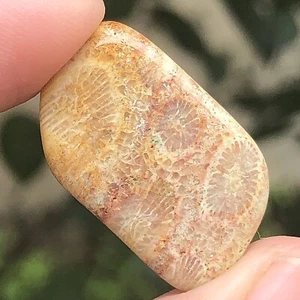 2gr BEAUTIFULL NATURAL INDONESIAN SLICE SILICIFIED CORAL FOSSIL - Picture 1 of 8