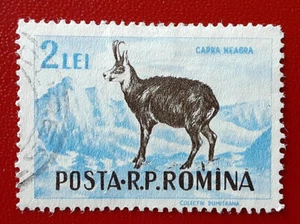 ROMANIA 1956 2L Used Hunting Vanatoarea Black Goat Mi 1574 Sco 1091 Yt 1447 4092 - Picture 1 of 2