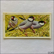 Brooke Bond Tea Card Tropical Birds 1961 #43 Java Sparrow (CC45)