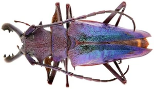 Insect - PRIONINAE Psalidognathus superbus gloriosus - FN.Peru - Blue 62mm ...!! - Picture 1 of 3