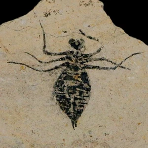 1 Zoll Libelle Larven Fossil Libellula Doris Platte Obermiozän Piemont Italien - Bild 1 von 7