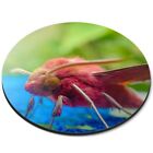 Runde Mausmatte rosa rosig Ahornmotte süßes Insekt #51724