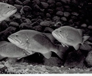1951 Original Photo smallmouth bass fish swimming at Aquarium Detroit Michigan - Picture 1 of 2