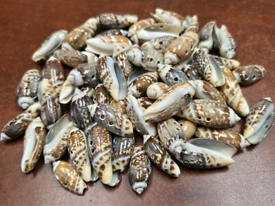 60 PCS OLIVE SEA SHELL SEWING 2 HOLE BUTTONS CRAFT 1" - 1 1/2" - Image 1 of 4