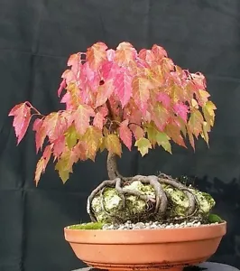 Acer tataricum (Tatar / Tatarian Maple) - 20 Tree Seeds | RARE Outdoor Bonsai UK - Picture 1 of 3