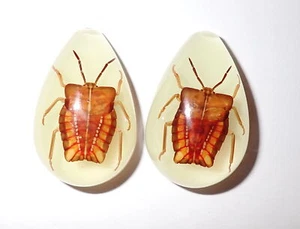 Cabochon Ghost Bug Specimen Pear Shape (cut top) 33x22 mm Glow 2 pieces Lot - Picture 1 of 19
