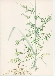 STAMPA BOTANICA VINTAGE, ANNI '70 - FIORI E PIANTE: VICIA TETRASPERMA - Foto 1 di 1