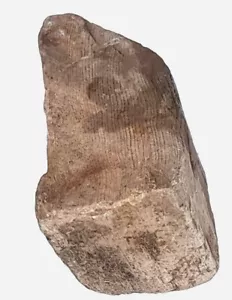 Rocas de madera petrificada sin cortar 8 oz beige muestras anillos visibles losa áspera lapidaria - Imagen 1 de 24