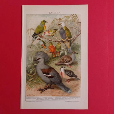 2 x Orig.(1905) Chromolithographie TAUBEN  + PARADIESVÖGEL  - Bild 1 von 4