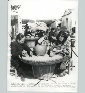 Foto de prensa original 1962 UPI CHINA mujeres escogen semillas de arroz en granja comunal - Imagen 1 de 2