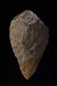 ACHEULEAN PALEO FIST AXE, HOMO ERECTUS, Adrar Mauritania West Africa Stermer COA - Picture 1 of 4