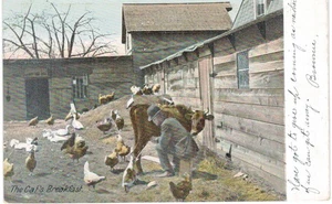 Katzen Frühstücksmann melkt Kuh Hühner Bauernhof 1910  - Bild 1 von 2