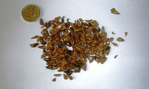 Delavays Fir, Abies Delavayi Conifer Tree X 50 Seeds - Picture 1 of 2