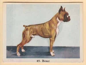Dogs - Dutch Full Speed Cigarette card circa 1959 #85 Boxer Full Length Study - Picture 1 of 2
