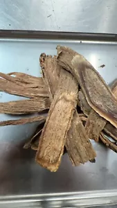 Natural Herb: 无硫川续断, Himalayan Teasel Root, Chuan Xu Duan (Sulfur Free) - Picture 1 of 3