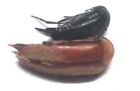 B013 MI : espèces de Rhipiphoridae/Morderllidae ? 2 pièces. 4 mm/6 mm A-/A1