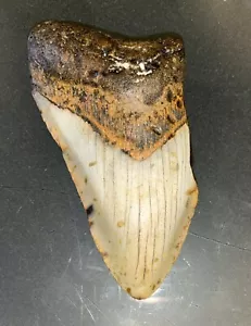 MEGALODON Fósil Dientes de Tiburón Gigante Todo Natural Grande 4.7 Diente de Dinosaurio OBO - Imagen 1 de 3