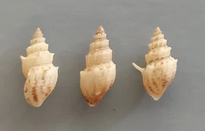 JUEGO DE 3 caracoles de agua dulce pagoda Thiara 11-12 mm gema/F+++ - Imagen 1 de 5