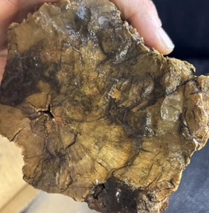 versteinertes Holz Vollrund - Bild 1 von 11