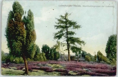 Lutterloh Wacholdergruppe - Bild 1 von 2