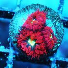 Red & Green Blastomussa Zoanthids Paly Zoa Sps Lps Corals, Wysiwyg