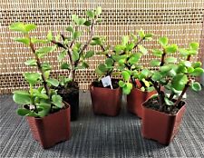 5 Live Plants Beginners Plants Money Tree free shipping in the U.S. Fast Ship
